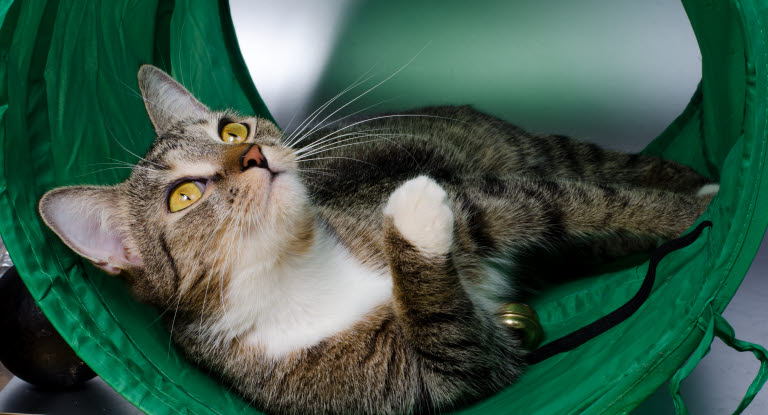 udløser Store syg Aktiver dine katte og undgå adfærdsproblemer - Agria Dyreforsikring