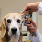 Hund får undersøgt sine ører hos dyrlægen