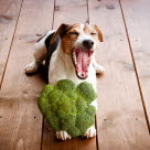 En hund ligger på gulvet med broccoli på forbenene