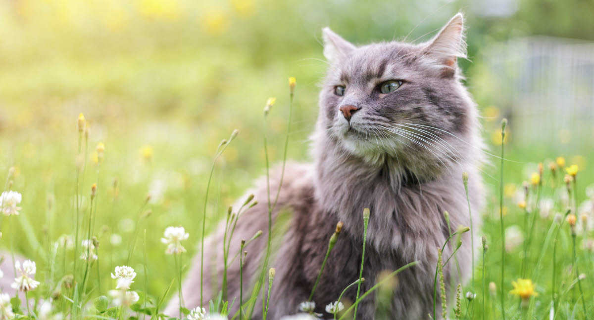 almindelige hos katte - Agria Dyreforsikring
