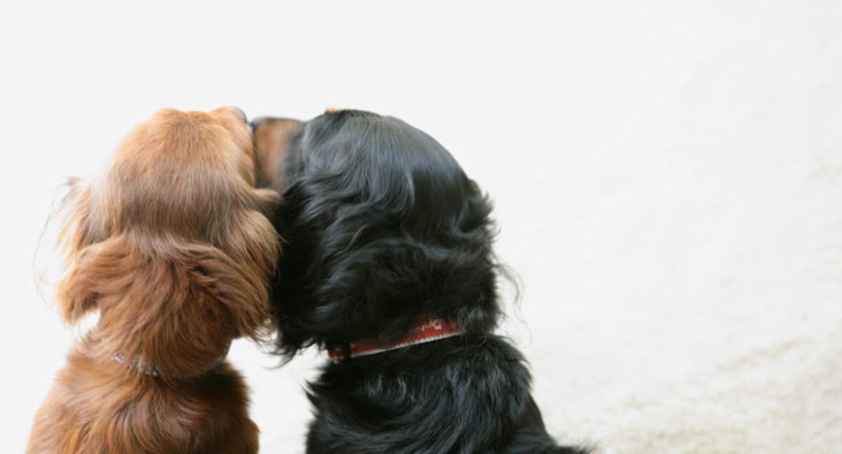 Brucellose en risiko ved hundeavl af - Agria Dyreforsikring