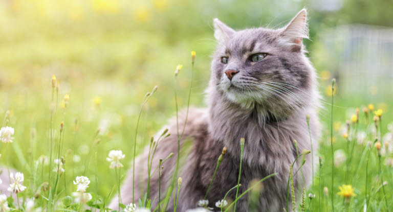 Lodge auktion undertøj Mest almindelige dødsårsager hos katte - Agria Dyreforsikring