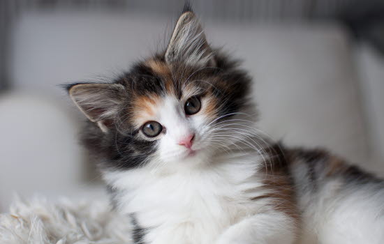 afstemning mekanisme Omkostningsprocent Agria Breeders Club - opdrætterklub for dig der opdrætter katte - Agria  Dyreforsikring