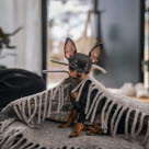 En hund sidder under et tæppe indenfor