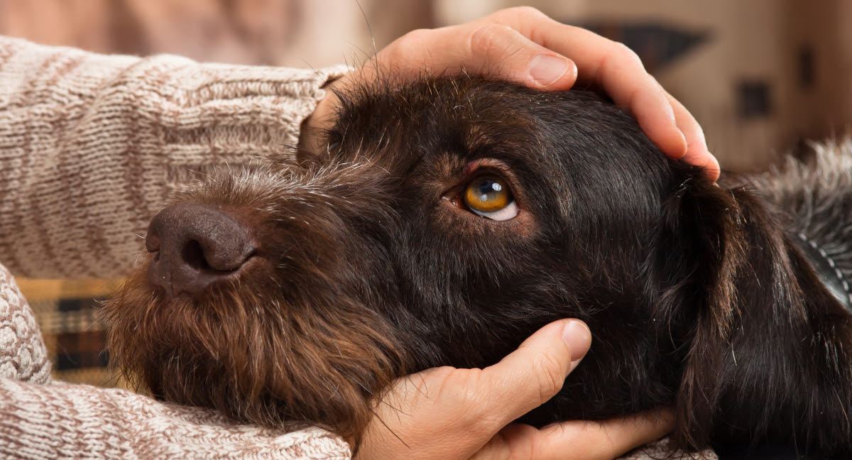 Tæl op Løse Diktere Tyggegummi kan være livsfarligt for din hund - Agria Dyreforsikring