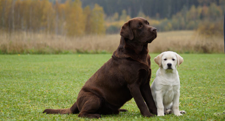 En voksen labrador og en hvalp