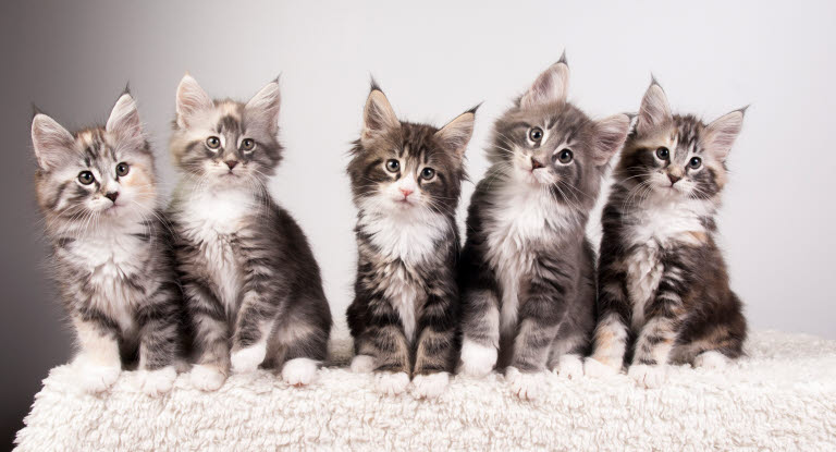 Agria Breeders Club - opdrætterklub for katteopdrættere