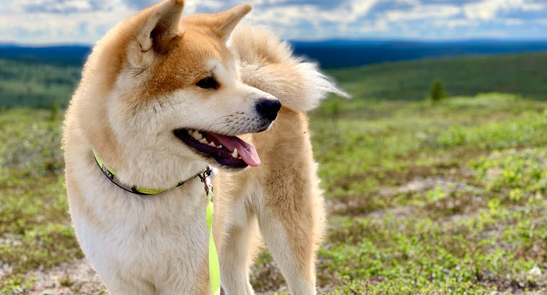 erindringer område Ewell Sådan får du en harmonisk hundeflok - Agria Dyreforsikring